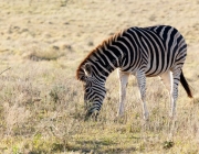 Zebra-de-Grant Comendo 1