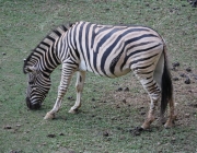 Zebra-de-Grant Comendo 2