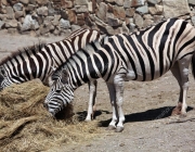 Zebra-de-Grant Comendo 6