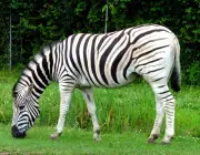 Zebra-de-Grant 1