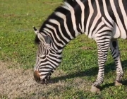 Zebra-de-Grant 3