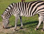 Zebra-de-Grant 4