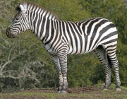 Zebra-de-Grant 5