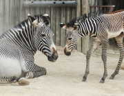 Zebra-de-Grevy 2