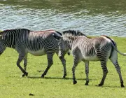 Zebra-de-Grevy 3