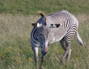 Zebra-de-Grevy 4