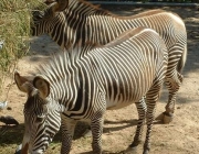 Zebra-de-Grevy 5