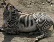 Zebra-de-Grevy 6