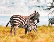 Zebra Mamando 2