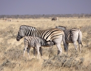 Zebra Mamando 3