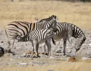 Zebra Mamando 4