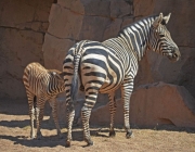 Zebra Mamando 5