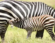 Zebra Mamando 6
