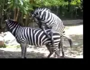 Zebra se Acasalando 1