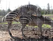 Zebra se Acasalando 2