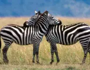 Zebra se Acasalando 4