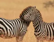 Zebra se Acasalando 5