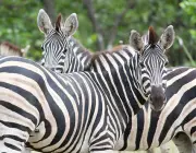 Zebra se Acasalando 6