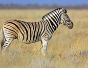 Zebra 3