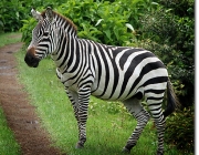 Zebra 4