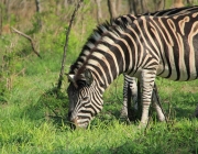 Zebras-Chapman se Alimentando 2
