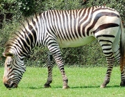 Zebras-Chapman se Alimentando 3
