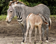 Zebras-Chapman se Alimentando 5
