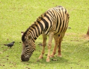 Zebras-Chapman se Alimentando 6
