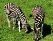 Zebras Comendo 1