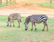 Zebras Comendo 2