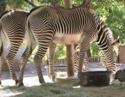 Zebras Comendo 3