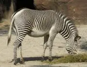 Zebras Comendo 4