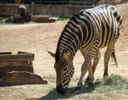 Zebras Comendo 5