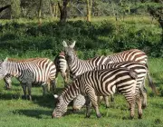 Zebras Comendo 6