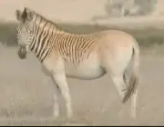 Zebras da Espécie - Equus Quagga 1