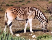Zebras da Espécie - Equus Quagga 2