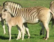 Zebras da Espécie - Equus Quagga 3