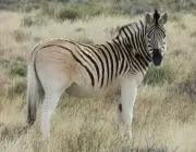 Zebras da Espécie - Equus Quagga 4
