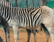 Zebras da Espécie - Equus Quagga 5