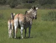 Zebras da Espécie - Equus Quagga 6