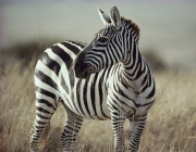 A close view of a Burchell's zebra (Equus burchelli).