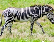 Zebras da Planície 2