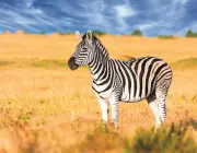 Zebras da Planície 3