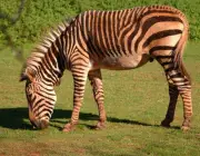Zebras Jovem 1