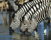 Zebras Jovem 2
