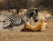 Zebras Jovem 3