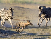 Zebras Jovem 4