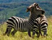 Zebras Jovem 5