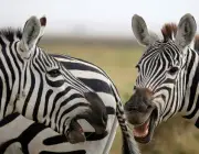 Zebras Jovem 6