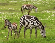 Zebras se Alimentando 1